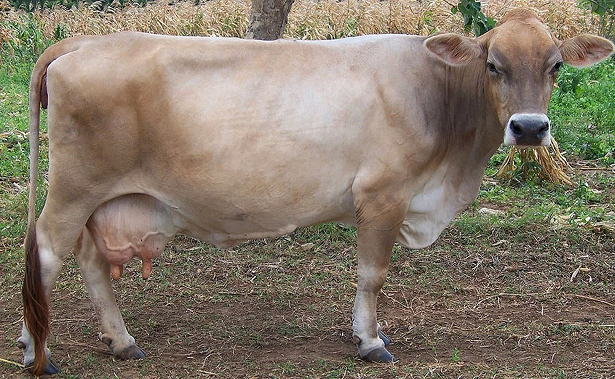 Швицкая корова