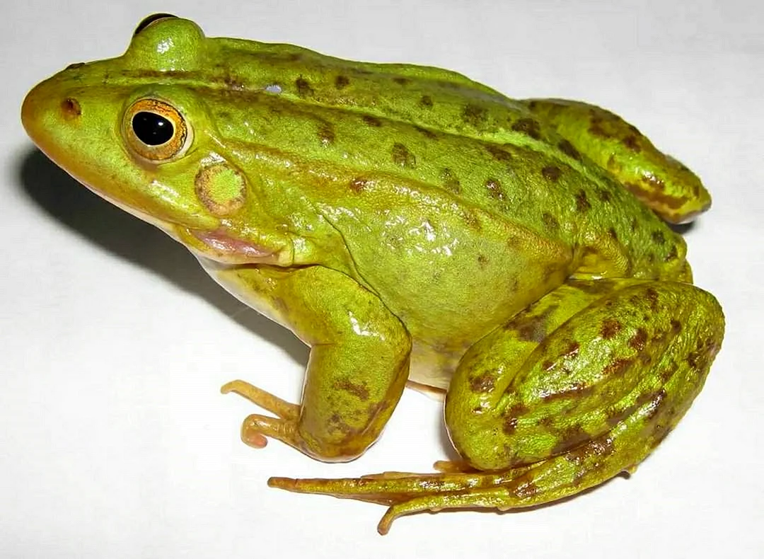 Съедобная лягушка Pelophylax esculentus