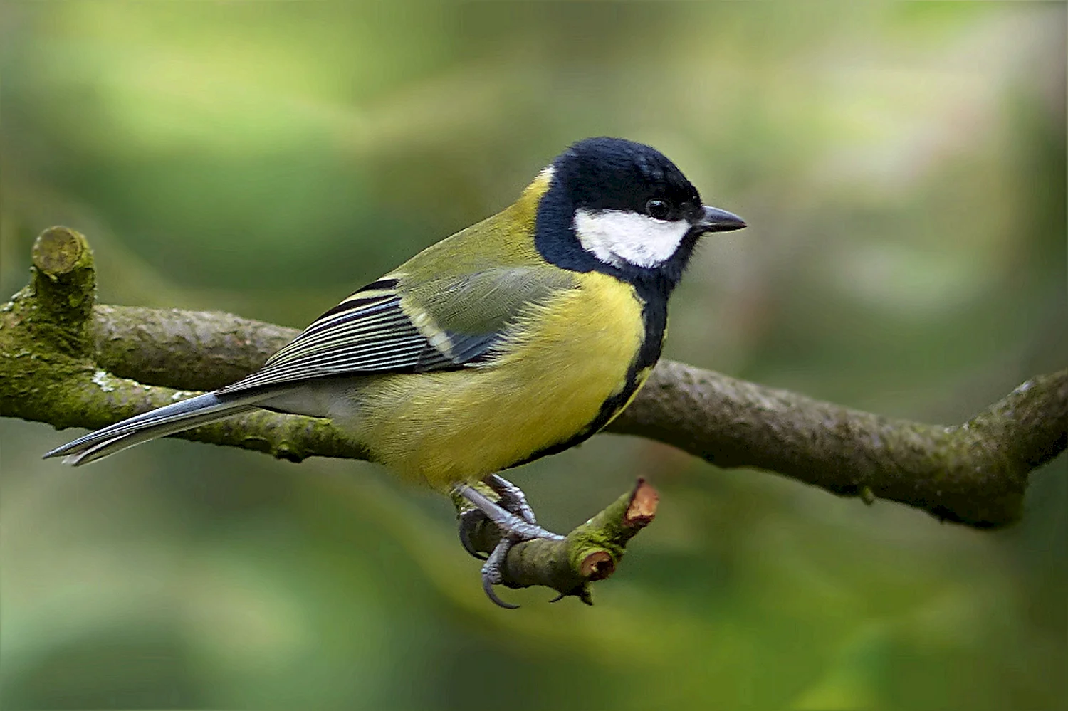 Синица Parus Major