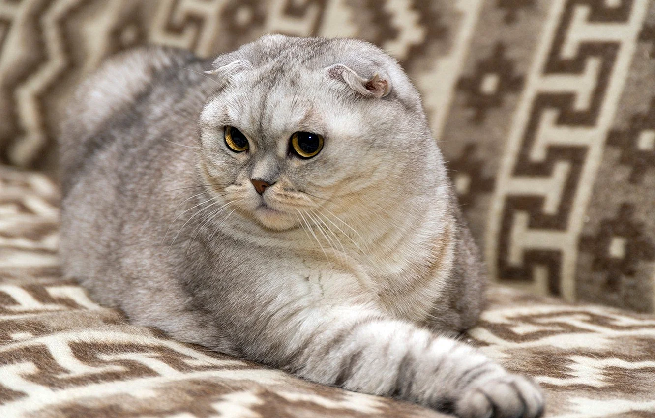 Скоттиш-фолд Шотландская