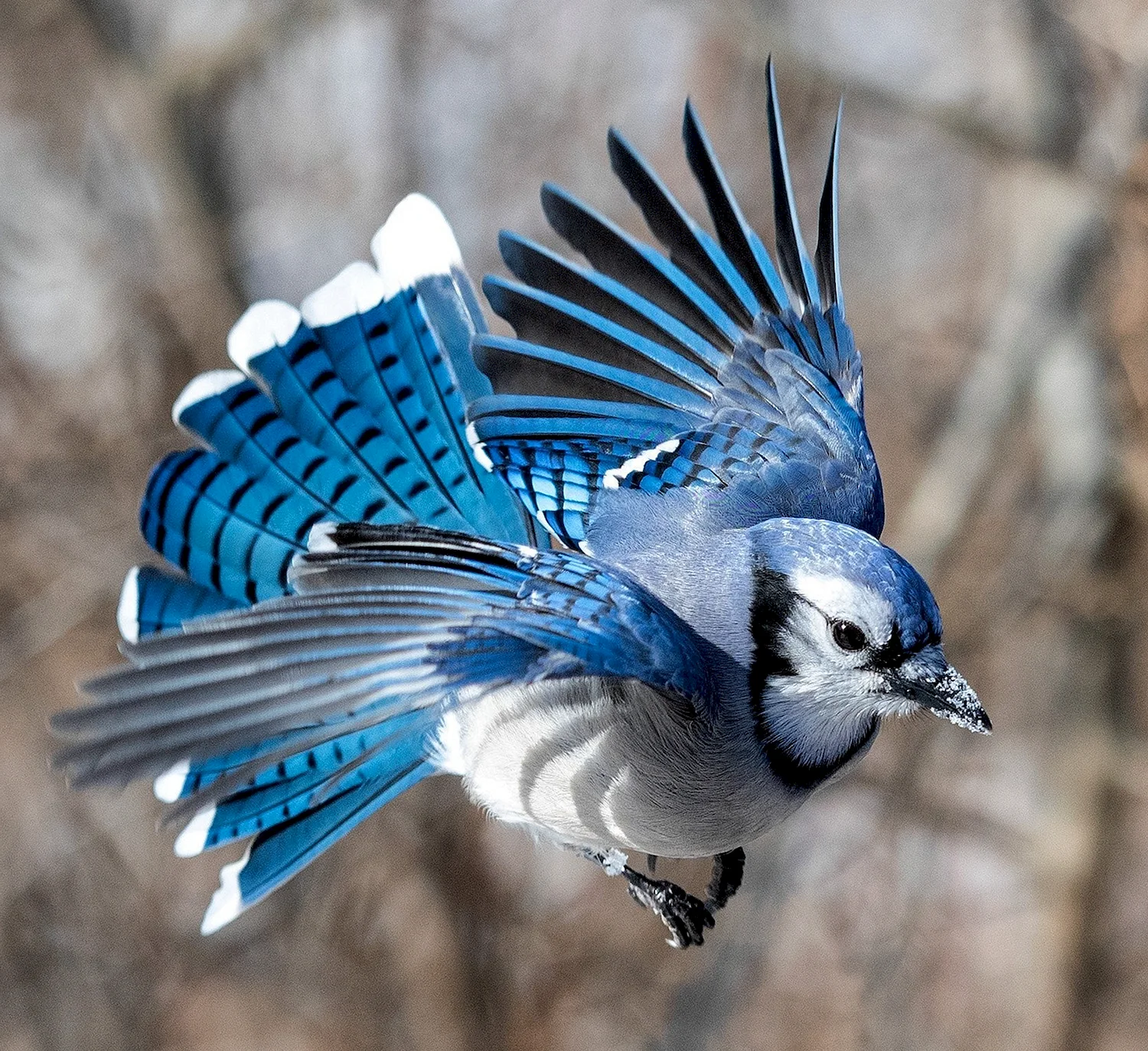Сойка пересмешница птица