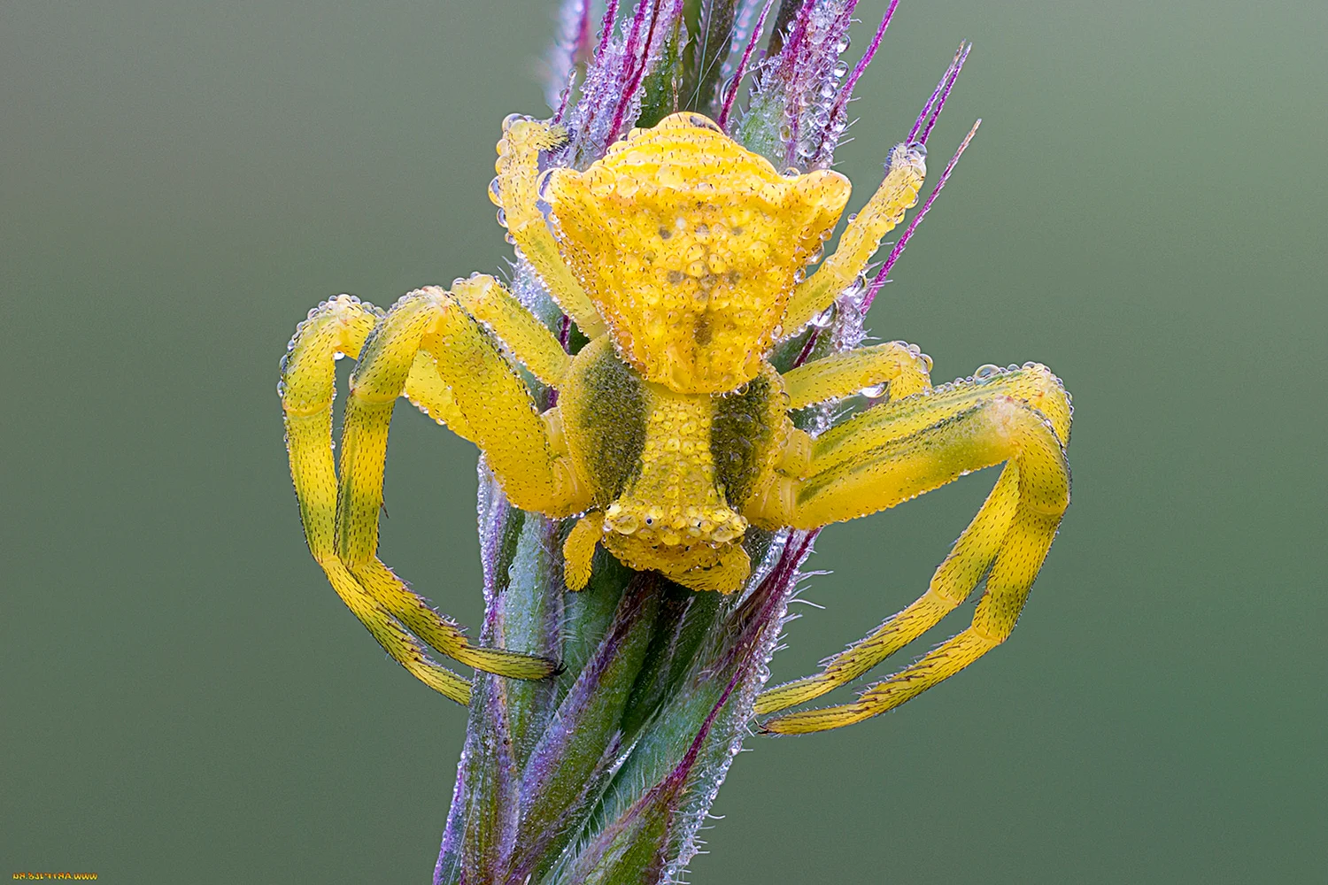 Thomisus onustus