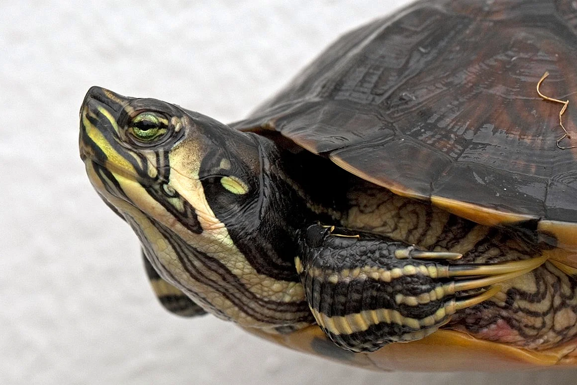 Trachemys scripta troostii