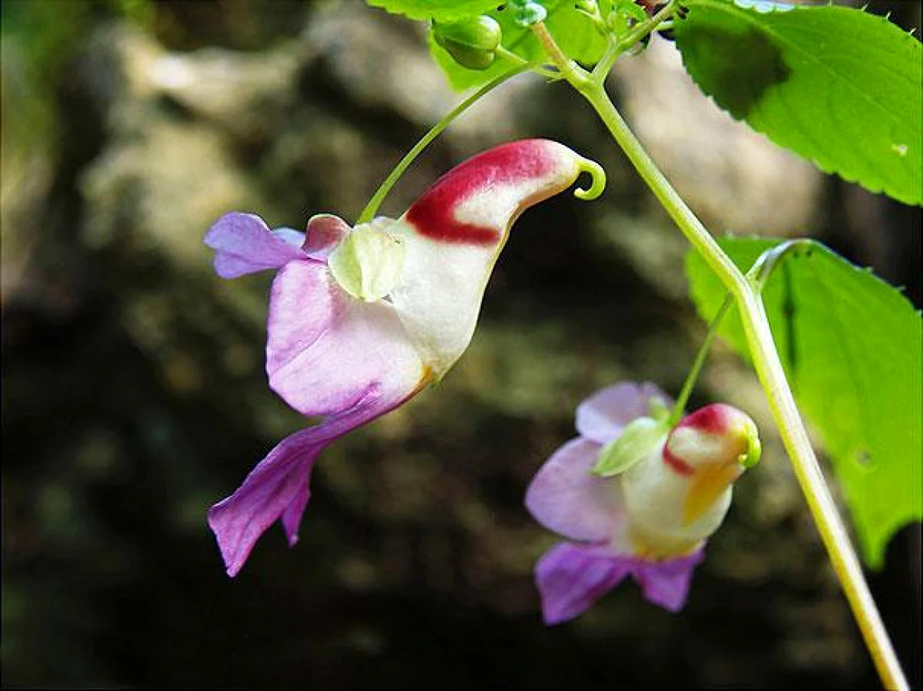 Цветочный попугайчик Impatiens